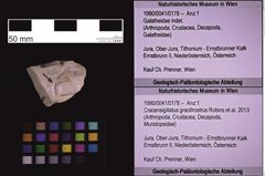 Foto (Objekt + Etiketten) von Cracensigillatus gracilirostrus (Robins et al., 2013) (NHMW-GEO-1990-0041-0178)